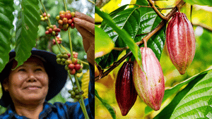 Commodity Price: കാപ്പി, കൊക്കോ കർഷകർക്ക് ആശ്വാസം, നേട്ടമായത് യൂറോപ്പിന്റെ ആ തീരുമാനം; വെളിച്ചെണ്ണ വില ഉയർന്നുതന്നെ Commodity Price: കാപ്പി, കൊക്കോ കർഷകർക്ക് ആശ്വാസം, നേട്ടമായത് യൂറോപ്പിന്റെ ആ തീരുമാനം; വെളിച്ചെണ്ണ വില ഉയർന്നുതന്നെ