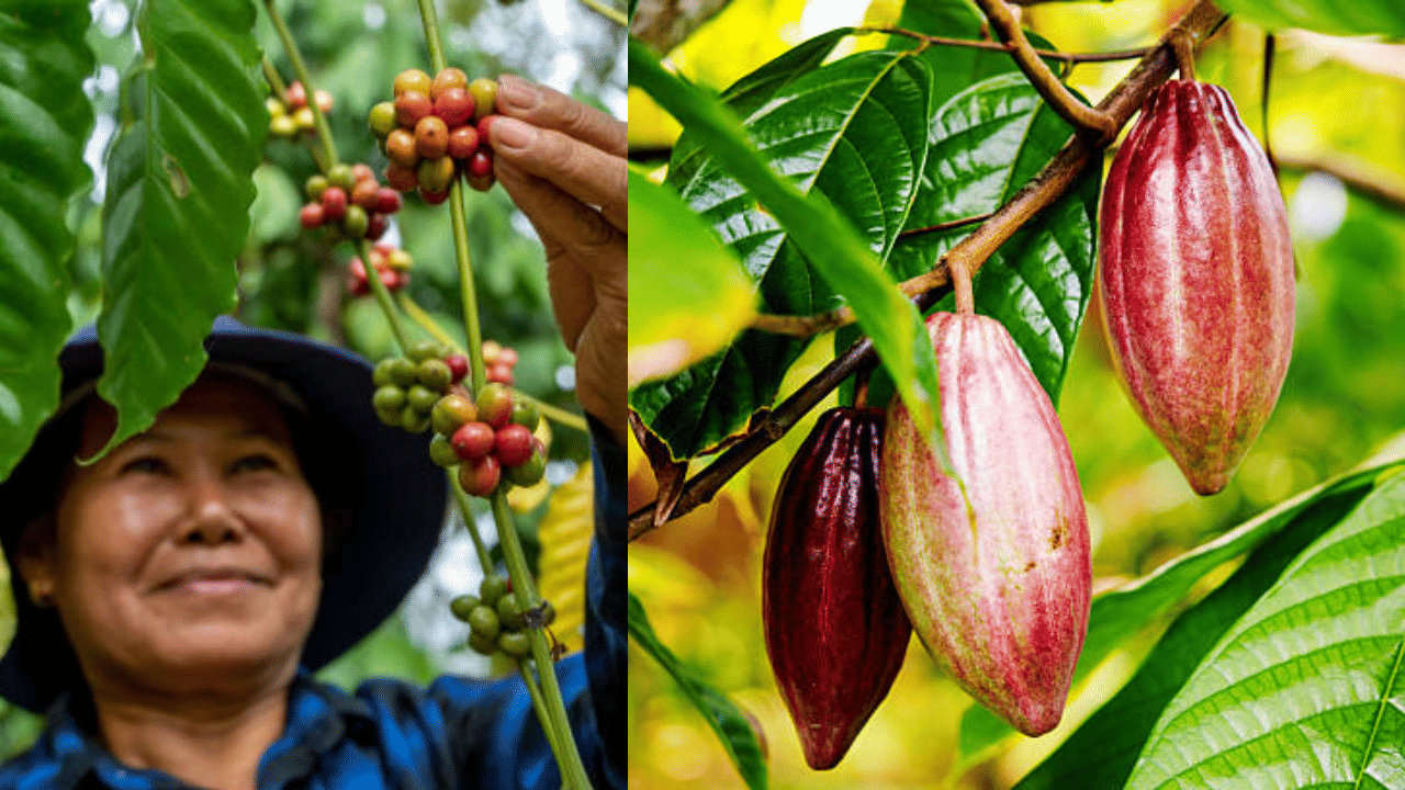 ഇറക്കുമതി നിരോധിക്കാനുള്ള തീരുമാനം ആഫ്രിക്ക, ബ്രസീൽ, ഇന്തൊനീഷ്യൻ ഉൽപാദകരെ ആശങ്കയിലാഴ്ത്തിയിരുന്നു. എന്നാൽ നിലവിലെ സാഹചര്യം കൊക്കോ, കാപ്പി എന്നിവയുടെ വിലയെ സ്വാധീനിക്കും. (Image Credit: Getty Images)