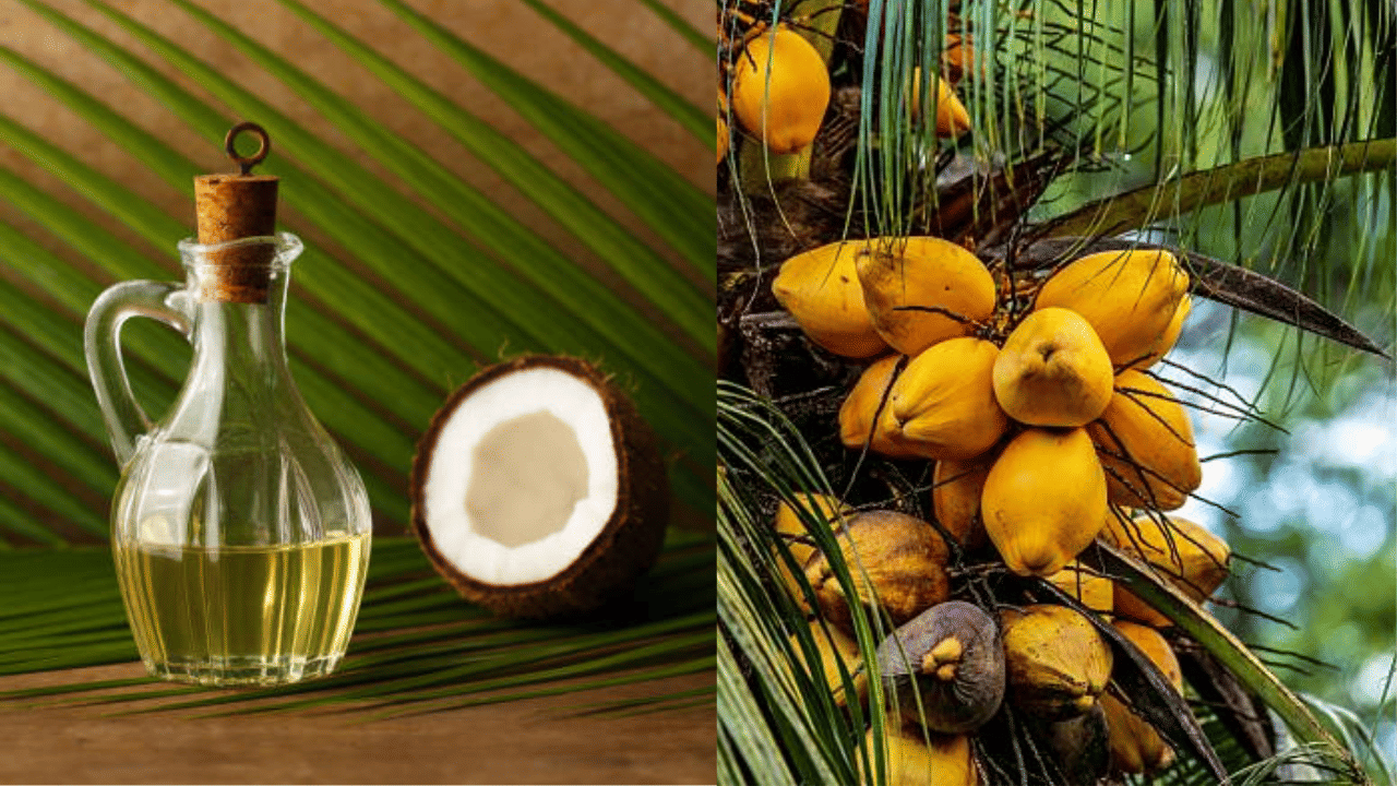 മലയാളികൾക്ക് ആശങ്കയായി തേങ്ങ, പച്ചക്കറി എന്നിവയുടെ വില കുതിക്കുകയാണ്. സംസ്ഥാനത്തിന്റെ വിവിധ ഭാഗങ്ങളില് നിലവില് 100 രൂപയ്ക്ക് മുകളിലാണ് ഒരു കിലോ തേങ്ങയ്ക്ക് ഈടാക്കുന്നത്. വെളിച്ചെണ്ണ ക്വിറ്റലിന് 38500 - 39000 നിരക്കിലാണ് വ്യാപാരം. (Image Credit: Getty Images)