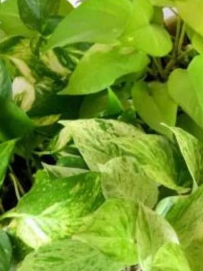 ശരിക്കും ഭാ​ഗ്യം കൊണ്ടുവരുമോ മണിപ്ലാന്റ്