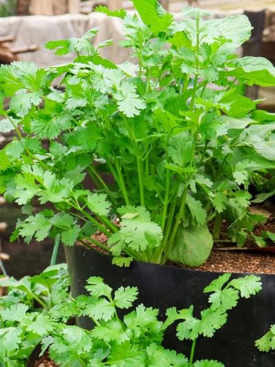 ഫ്രിഡ്ജിലൊന്നും വയ്ക്കണ്ട… മല്ലിയില ഇങ്ങനെ സൂക്ഷിക്കൂ