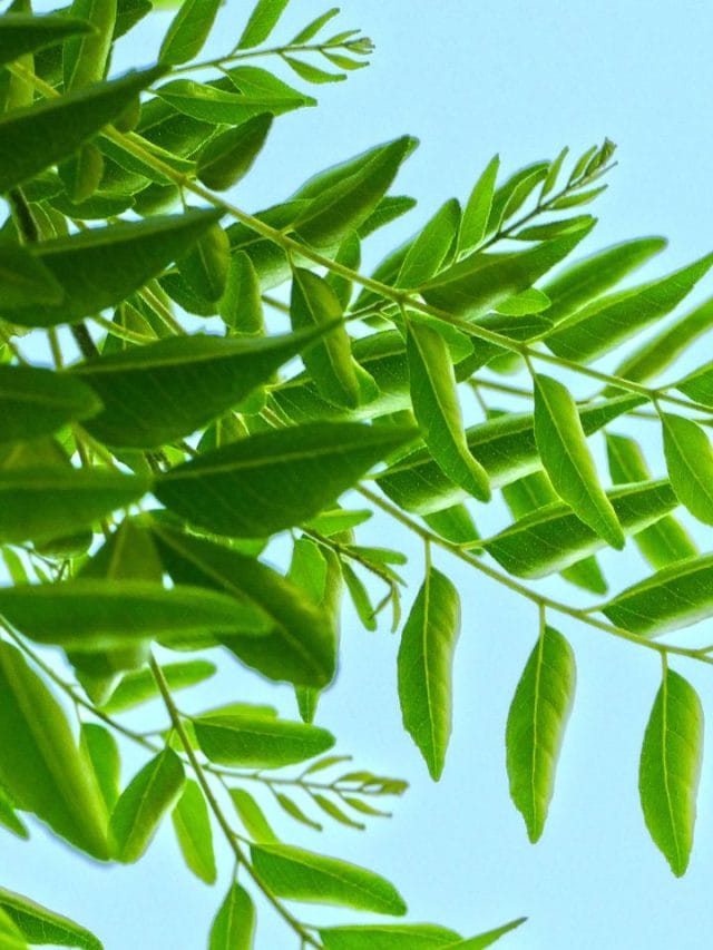 കറിവേപ്പിലയിലും വിഷമോ? നീക്കം ചെയ്യാൻ വഴിയുണ്ട്