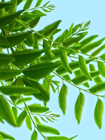 കറിവേപ്പിലയിലും വിഷമോ? നീക്കം ചെയ്യാൻ വഴിയുണ്ട്