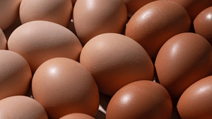 Egg Price: മുട്ട വില കത്തിക്കയറും, പണിതരുന്നത് ക്രിസ്മസ് Egg Price: മുട്ട വില കത്തിക്കയറും, പണിതരുന്നത് ക്രിസ്മസ്