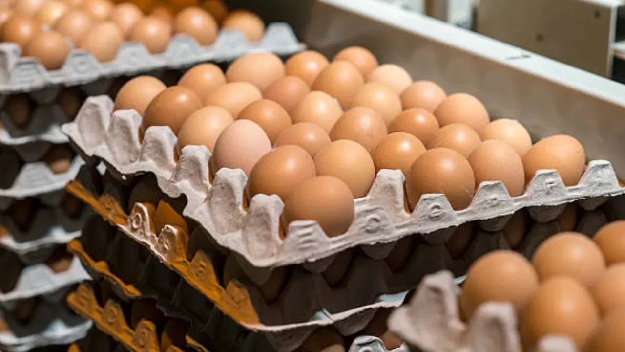 കടയിലെത്തി മുട്ട വാങ്ങുമ്പോൾ പല വിലയിലുള്ളത് കണ്ടിട്ടില്ലേ... എന്താകും ഈ വില വ്യത്യാസത്തിനു കാരണം എന്നു ചിന്തിച്ചിട്ടുണ്ടോ? പല ഘടകങ്ങൾ ഇതിനു പിന്നിലുണ്ട്. മുട്ടയിടുന്ന കോഴികളെയാണ് ലേയർ കോഴികൾ എന്ന് പറയുന്നത്. ഇവയെ മാസങ്ങളോളം മുട്ടയിടാൻ വേണ്ടി വളർത്തണം. ഈ കോഴികൾക്ക് കൊടുക്കുന്ന തീറ്റ, താമസം, പരിചരണം എന്നിവയുടെ എല്ലാ ചിലവും മുട്ടയുടെ വിലയിൽ ഉൾപ്പെടുത്തും. 