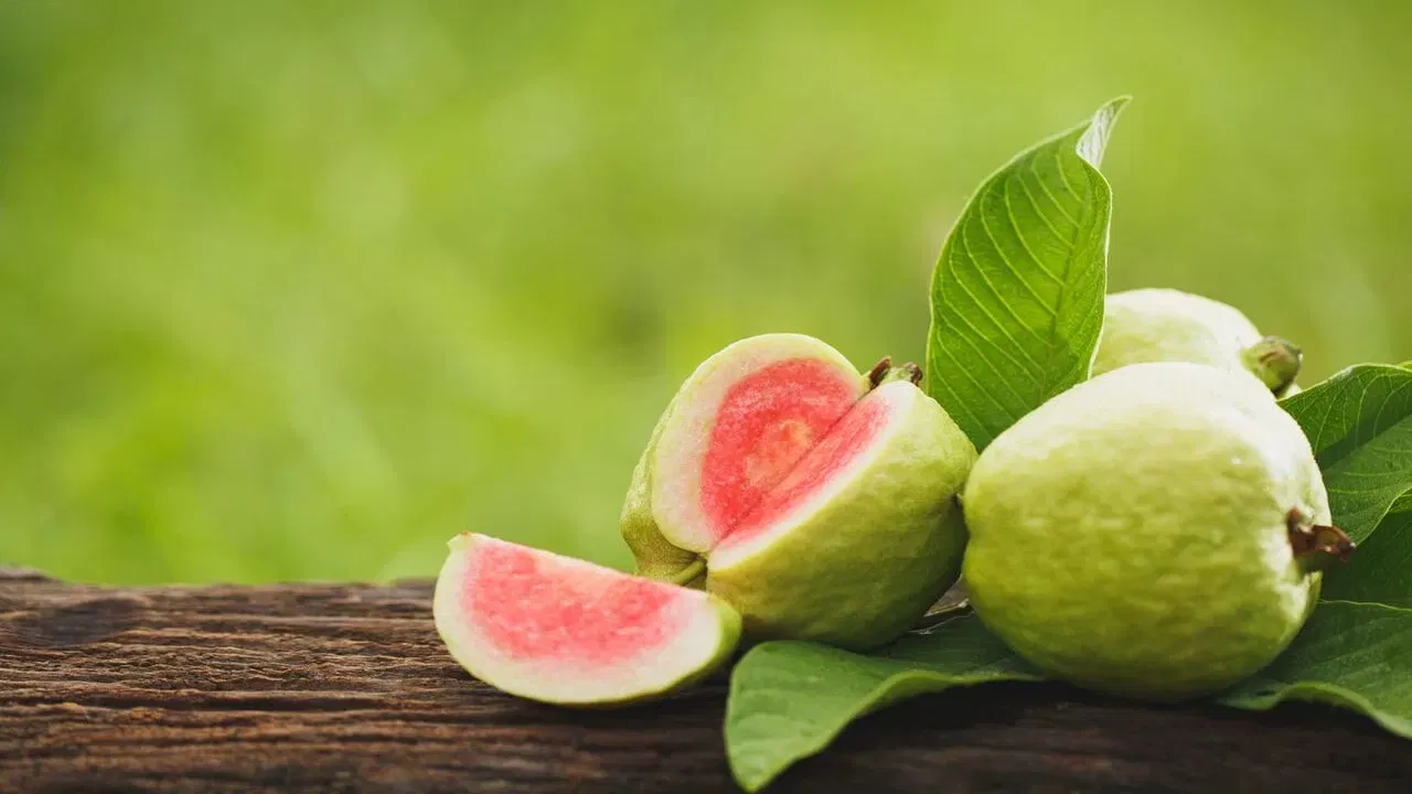 Guava benefits : ഒരേയൊരു സൂപ്പർ ഫ്രൂട്ട്… അതാണ് പേരക്ക, ​ഗുണങ്ങൾ എന്തൊക്കെയെന്ന് അറിയാമോ?