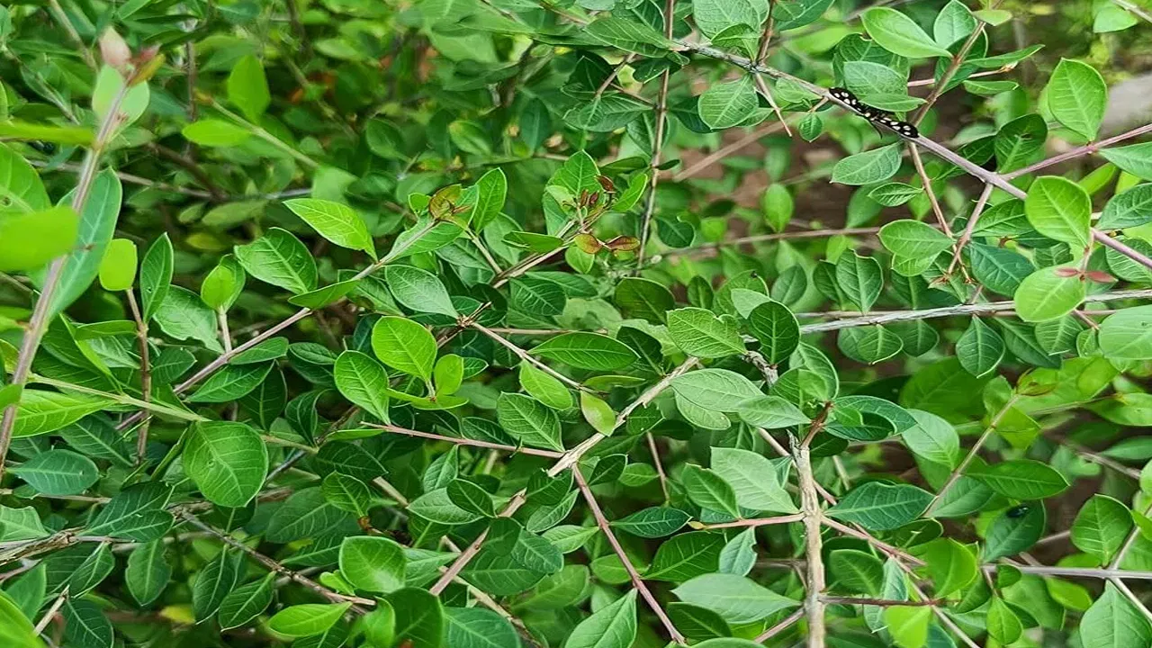 നമ്മുടെ സ്വന്തം മൈലാഞ്ചിയും ലിവർ ഫൈബ്രോസിസും തമ്മിൽ ബന്ധമുണ്ടെന്നു പറഞ്ഞാൽ നിങ്ങൾ വിശ്വസിക്കുമോ? പക്ഷെ സംഭവം സത്യമാണ്. മൈലാഞ്ചിക്ക് ഈ രോ​ഗത്തെ മാറ്റാനുള്ള കഴിവുണ്ട്.