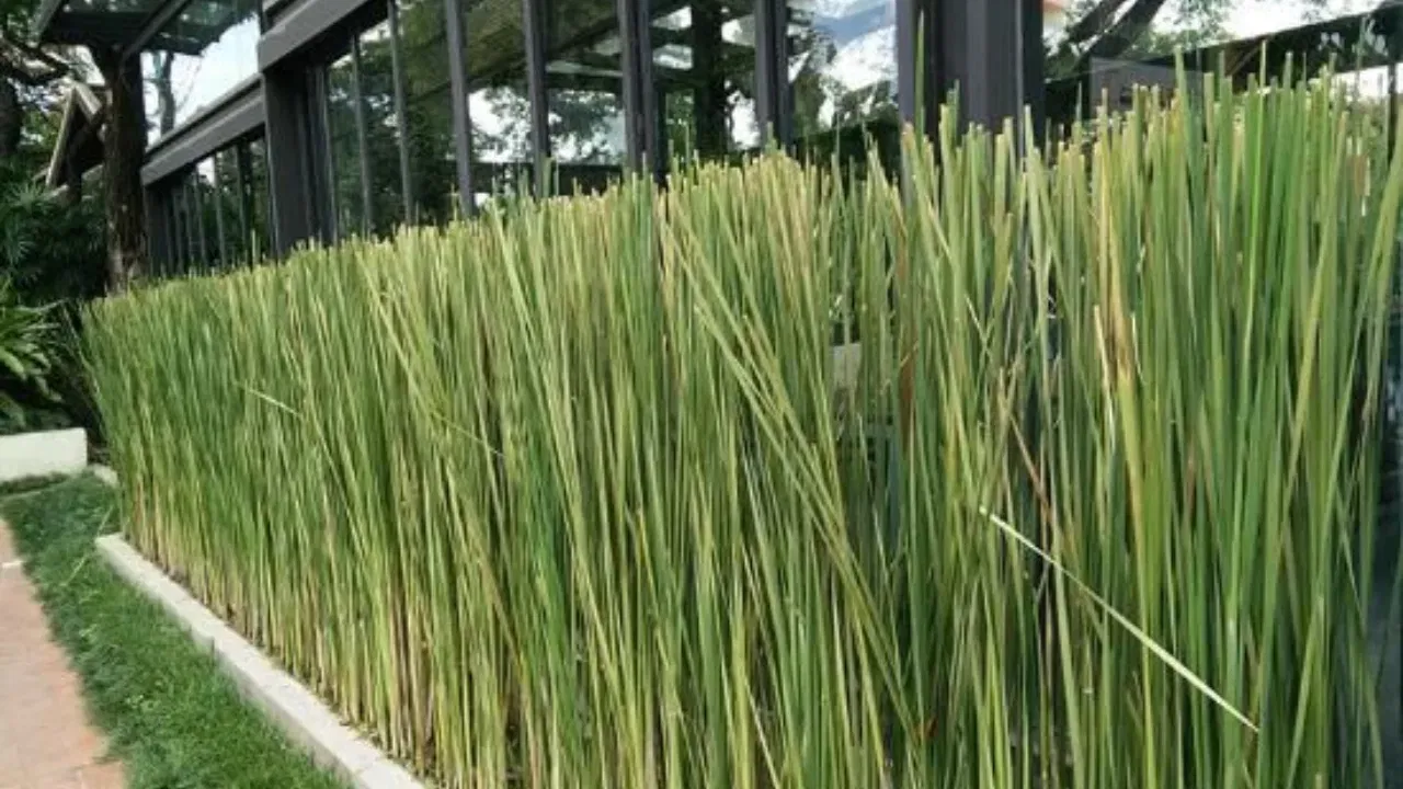 സിട്രോണെല്ലയുടെ അളവ് കൂടുതലുള്ള ലെമൺഗ്രാസ്, കൊതുകുകളെ അകറ്റുന്നതിൽ മുന്നിലാണ്. കീടങ്ങൾക്ക് ഇഷ്ടമല്ലാത്ത, ഫ്രഷായ സിട്രസ് സുഗന്ധം ഇത് പുറത്തുവിടുന്നു.