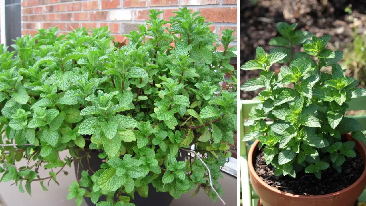 പുതിനയിലയിലെ മെന്തോൾ അടങ്ങിയ ഇലകൾ കൊതുകുകൾ, ഉറുമ്പുകൾ, ഈച്ചകൾ എന്നിവയെ അകറ്റുന്നു. എളുപ്പത്തിൽ വളർത്താൻ കഴിയുന്ന ഇവ വായു ശുദ്ധീകരിക്കുകയും നിങ്ങളുടെ ബാൽക്കണി മനോഹരമാക്കുകയും ചെയ്യും.