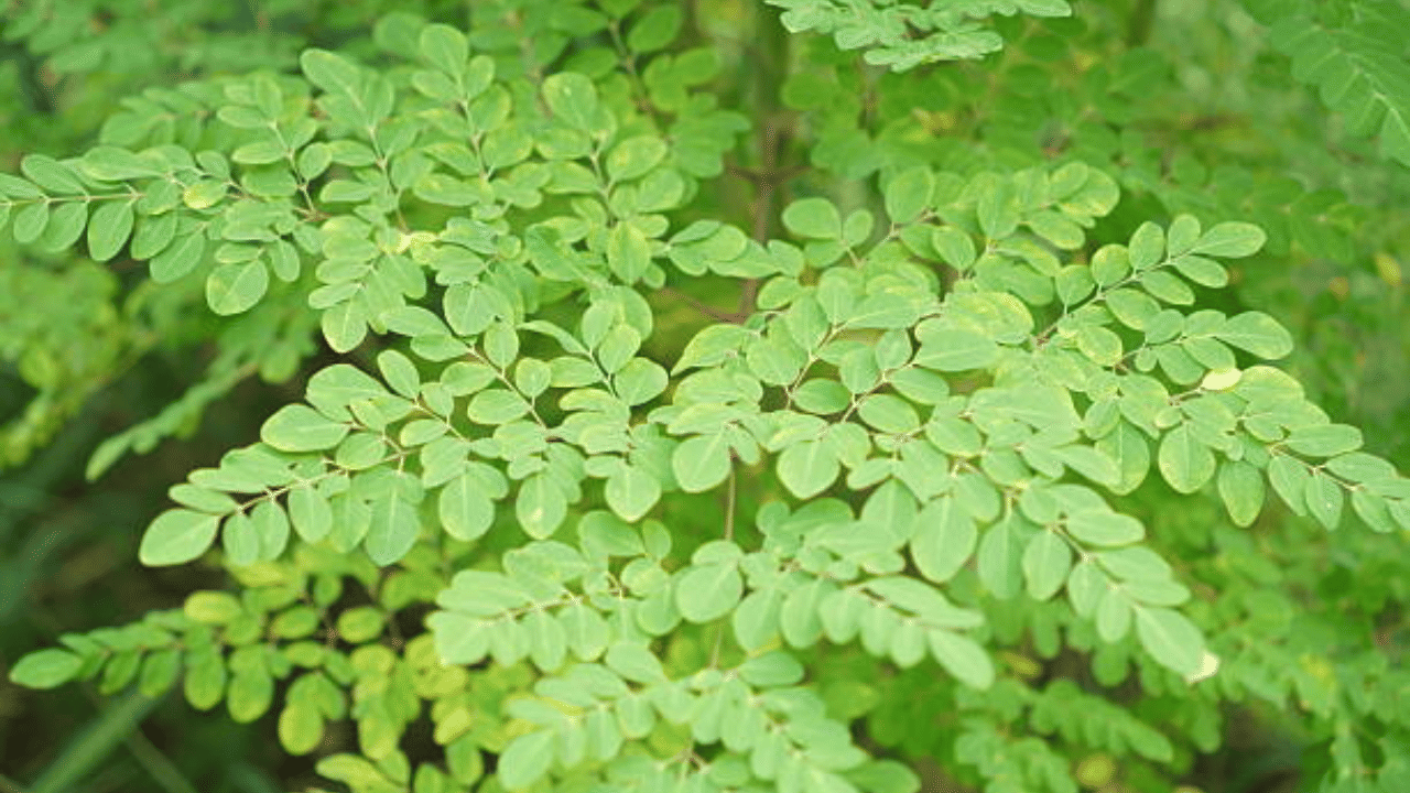 Moringa: വീട്ടിൽ മുരിങ്ങയില ഉണ്ടോ? മുടി കൊഴിയുന്നെന്ന് ഇനി പറയരുത്!