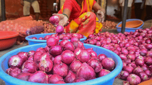 Onion Price: പ്രവചനങ്ങൾ തെറ്റി, പണി കിട്ടിയത് കച്ചവടക്കാർക്ക്; ഉള്ളി വിപണിയിൽ സംഭവിച്ചതെന്ത്? Onion Price: പ്രവചനങ്ങൾ തെറ്റി, പണി കിട്ടിയത് കച്ചവടക്കാർക്ക്; ഉള്ളി വിപണിയിൽ സംഭവിച്ചതെന്ത്?