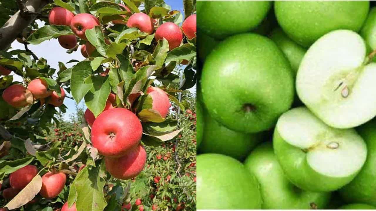 Green apple VS Red apple: ആരോഗ്യത്തിന് നല്ലത് ചുവന്ന ആപ്പിളോ അതോ ഗ്രീൻ ആപ്പിളോ .... Green apple VS Red apple: ആരോഗ്യത്തിന് നല്ലത് ചുവന്ന ആപ്പിളോ അതോ ഗ്രീൻ ആപ്പിളോ ....