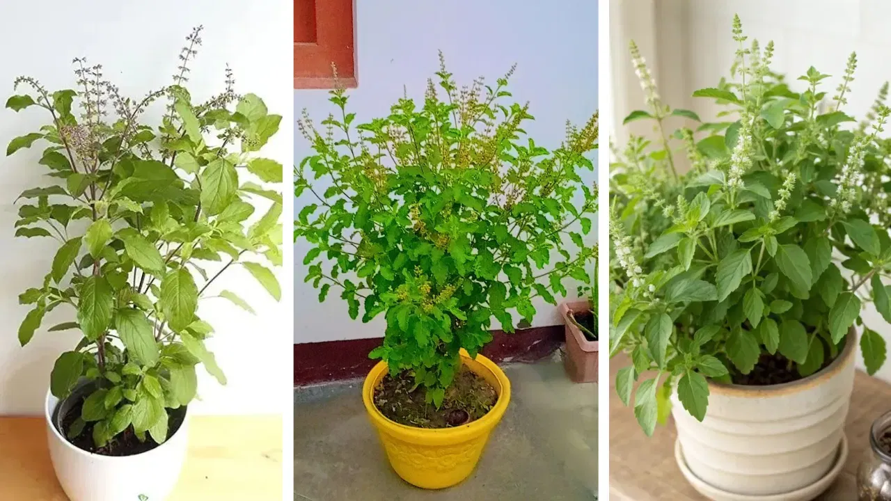 ഈച്ചകൾ, കൊതുകുകൾ, ഏഫിഡുകൾ തുടങ്ങിയ കീടങ്ങളെ അകറ്റുന്നതിനുള്ള ഏറ്റവും മികച്ച സസ്യങ്ങളിൽ ഒന്നാണ് തുളസി. ഇത് ബാൽക്കണിയിലെ ചെടിച്ചട്ടികളിൽ നന്നായി വളരുകയും നിങ്ങളുടെ സ്ഥലത്തിന്സുഗന്ധം നൽകുകയും ചെയ്യും.