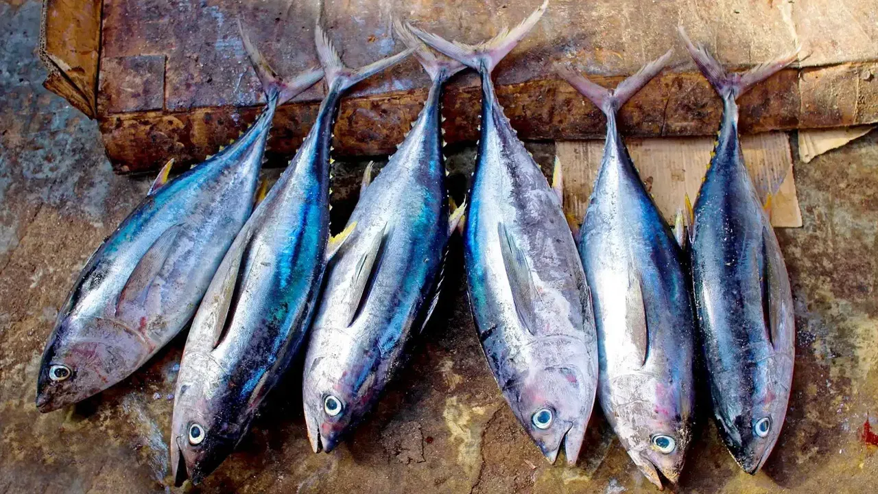 3-ഔൺസ് പാകം ചെയ്ത യെല്ലോഫിൻ ട്യൂണയിൽ 24.8 ഗ്രാം പ്രോട്ടീൻ അടങ്ങിയിട്ടുണ്ട്. കൊഴുപ്പും കലോറിയും കുറവാണെന്ന പ്രത്യേകതയുമുണ്ട്. എന്നാൽ, ഉയർന്ന മെർക്കുറി സാധ്യത കാരണം ബിഗ്ഐ ട്യൂണ ഒഴിവാക്കാനും കാൻഡ് ലൈറ്റ് ട്യൂണ പരിമിതപ്പെടുത്താനും എഫ്ഡിഎ നിർദ്ദേശിക്കുന്നു.