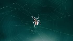 Spiders cobwebs: വീടിനുള്ളിലെ ചിലന്തിവല സ്ഥിരം പ്രശ്നമാണോ? ഈ പൊടിക്കൈകൾ പരീക്ഷിച്ചു നോക്കൂ...