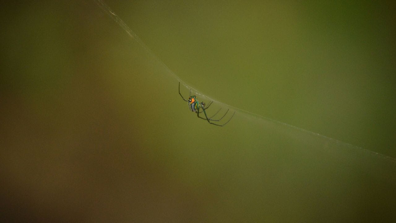 ജനലുകളുടെയും വാതിലുകളുടെയും ഫ്രെയിമുകൾ, പൈപ്പുകൾ എന്നിവയുടെ ചുറ്റുമുള്ള ചെറിയ വിടവുകളിലൂടെയാണ് ചിലന്തികൾ കടന്നു വരുന്നത്. ഈ വിള്ളലുകൾ അടയ്ക്കുക, ജനലുകൾ വൃത്തിയാക്കുക, വെതർ സ്ട്രിപ്പിംഗ് സ്ഥാപിക്കുക എന്നിവ ഇത്തരം പ്രവേശനമാർഗ്ഗങ്ങൾ ഇല്ലാതാക്കാൻ സഹായിക്കും.