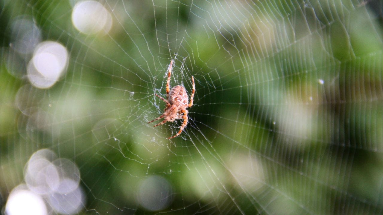 വിനാഗിരി ലായനിവിനാഗിരിയും വെള്ളവും 50/50 അനുപാതത്തിൽ കലർത്തിയത് ഒരു ഫലപ്രദമായ മാർഗ്ഗമാണ്. ചിലന്തി വലകൾ പ്രത്യക്ഷപ്പെടുന്ന ഇടങ്ങളിൽ ഈ ലായനി സ്‌പ്രേ ചെയ്യുക. വിനാഗിരിയിലെ അസറ്റിക് ആസിഡ് ചിലന്തികളെ പ്രതിരോധിക്കും.