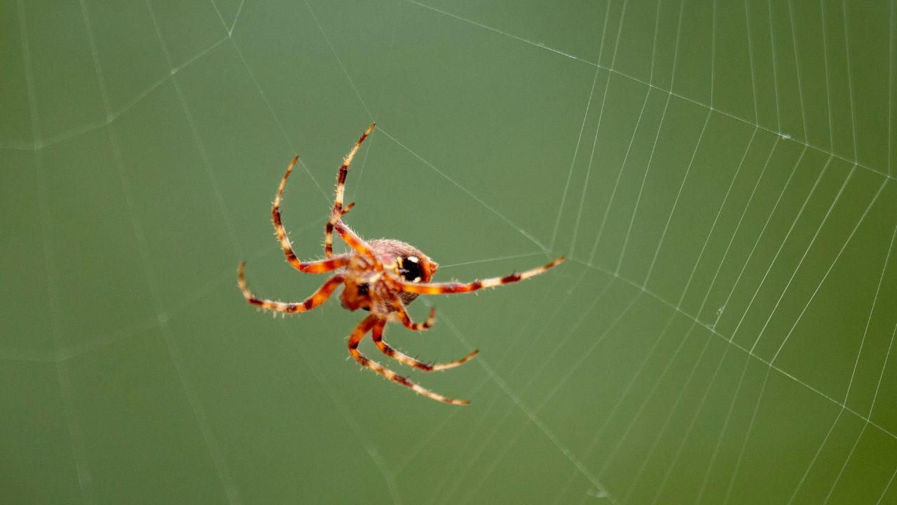 പുറത്തെ ലൈറ്റിംഗ് കുറയ്ക്കുന്നതും, മോഷൻ സെൻസറുകൾ ഉപയോഗിക്കുന്നതും വളർന്നുനിൽക്കുന്ന ചെടികൾ, കുറ്റിക്കാടുകൾ, അടുക്കിവെച്ച തടികൾ എന്നിവ മാറ്റുന്നതും മറ്റൊരു മാർ​ഗം. 