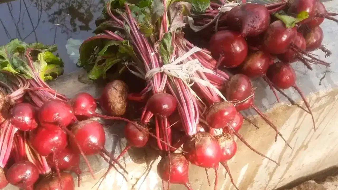 Beetroot Farming: വീട്ടിൽ തന്നെ ബീറ്റ്റൂട്ട് കൃഷിചെയ്താലോ? എളുപ്പവഴികൾ