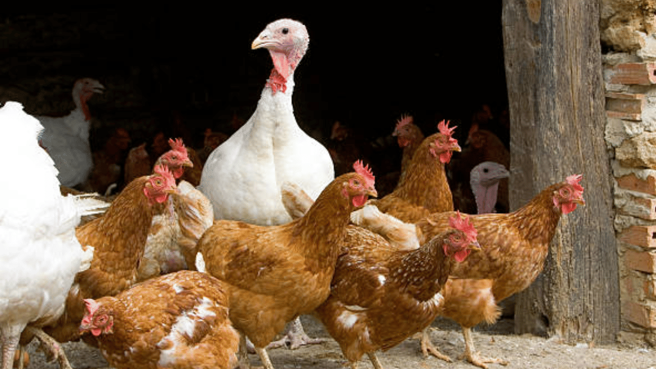 Bird Flu: ആലപ്പുഴയിൽ വീണ്ടും പക്ഷിപ്പനി; അടിയന്തര നടപടികൾക്ക് നിർദേശം Bird Flu: ആലപ്പുഴയിൽ വീണ്ടും പക്ഷിപ്പനി; അടിയന്തര നടപടികൾക്ക് നിർദേശം