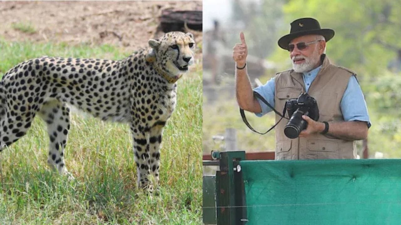 Project Cheetah: പ്രോജക്ട് ചീറ്റ രണ്ടാം ഘട്ടത്തിലേക്ക്? അതിജീവനം എങ്ങനെ