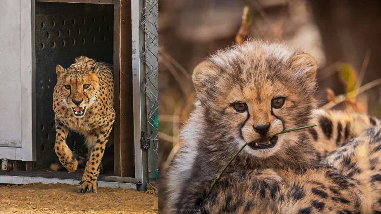 Cheetah Cub Death: കാട്ടിലേക്ക് വിട്ടിട്ട് ഒരു ദിവസം മാത്രം; കുനോ ദേശീയോദ്യാനത്തിൽ ചീറ്റക്കുഞ്ഞ് ചത്തു