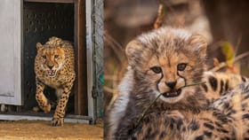 Cheetah Cub Death: കാട്ടിലേക്ക് വിട്ടിട്ട് ഒരു ദിവസം മാത്രം; കുനോ ദേശീയോദ്യാനത്തിൽ ചീറ്റക്കുഞ്ഞ് ചത്തു...