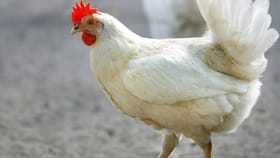 മന്തി പോയിട്ട്, ചിക്കൻ കറി പോലും കിട്ടില്ല, അൽപ്പം പ്രശ്നമാണ്