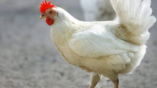 AP Abdullakkutty: രാഹുൽ ഗാന്ധിയെ ഭീകരവാദികൾക്കൊപ്പമാക്കി ഫേസ്ബുക്ക് പോസ്റ്റ്; അബ്ദുള്ളക്കുട്ടിക്കെതിരെ പരാതി