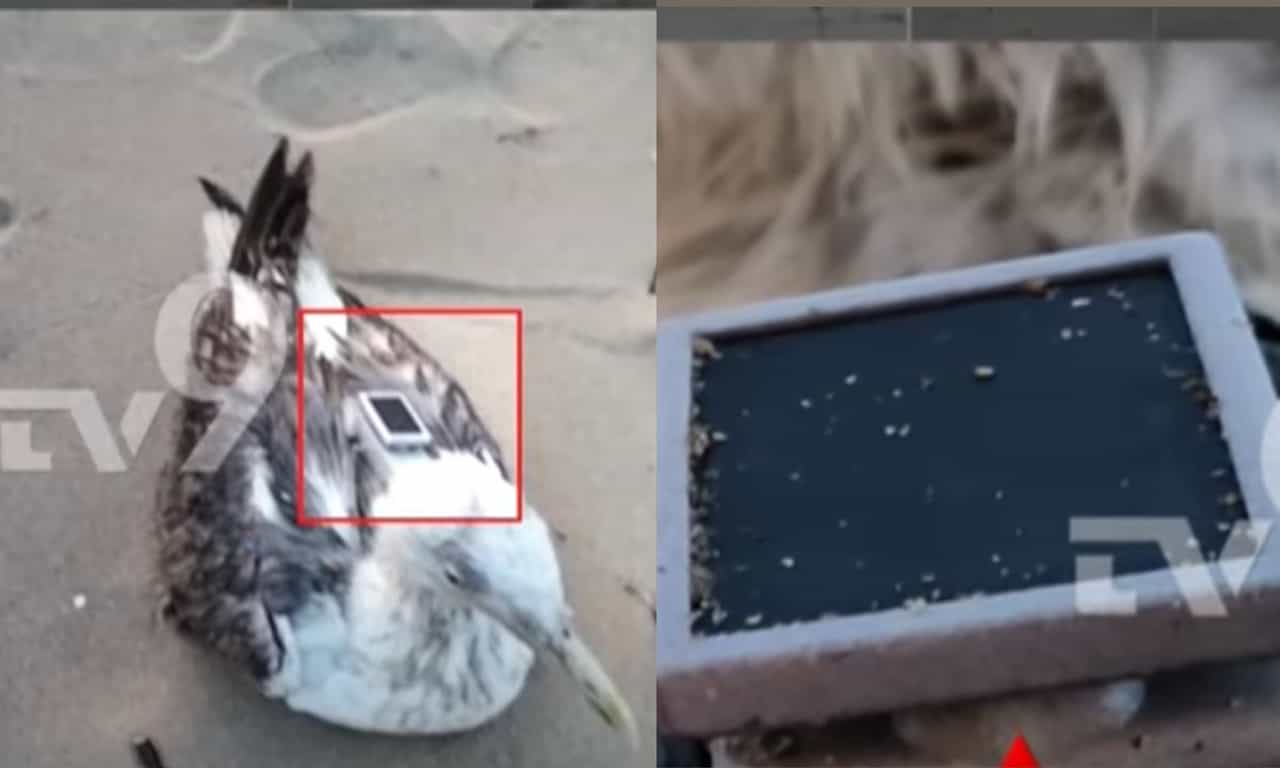 Chienese GPS Tracker Seagull: ആശങ്ക! ചൈനീസ് ജിപിഎസ് ഘടിപ്പിച്ച കടല്‍കാക്ക നാവികസേനാ ആസ്ഥാനത്തിന്‍റെ തീരത്ത് പരിക്കേറ്റ നിലയിൽ