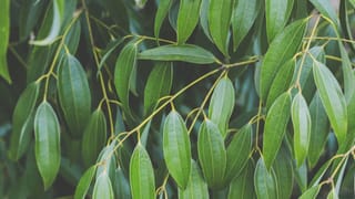 IndiGo Flight Cancellation Refunds: ഫ്ലൈറ്റ് റദ്ദാക്കിയോ? റീഫണ്ട് ലഭിക്കാൻ ഇങ്ങനെ ചെയ്താൽ മതി