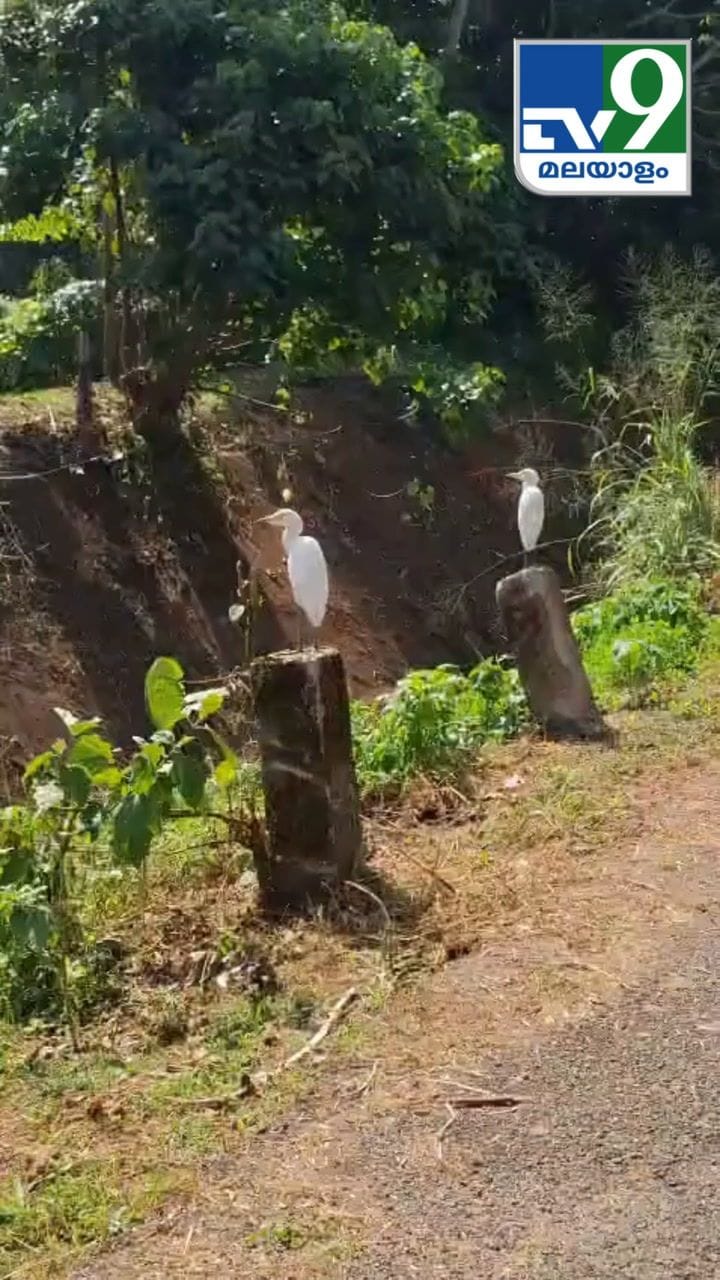വരി വരിയായി നിൽക്കുകയാണെല്ലോ! കൊക്കുകളുടെ നിൽപ്പ് കണ്ടോ