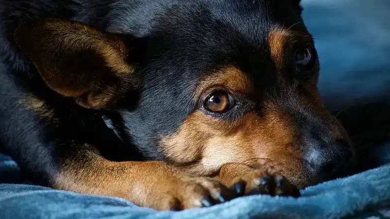 Dog Licence: അത്ര എളുപ്പമല്ല ഇനി നായ വളർത്തൽ, ഫീസും ആപ്പും ലൈസൻസും എല്ലാമുണ്ട്... പുതിയ മാറ്റങ്ങൾ ഇതെല്ലാം Dog Licence: അത്ര എളുപ്പമല്ല ഇനി നായ വളർത്തൽ, ഫീസും ആപ്പും ലൈസൻസും എല്ലാമുണ്ട്... പുതിയ മാറ്റങ്ങൾ ഇതെല്ലാം