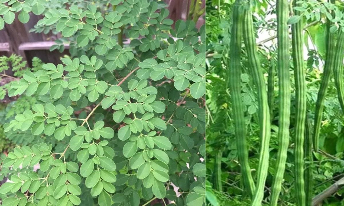 എന്നാൽ പലയിടത്തു നിന്നും ഇന്ന് മുരിങ്ങ മാഞ്ഞു പോയിരിക്കുന്നു. അതിനാൽ തന്നെ ഇന്ന് മുരിങ്ങയുടെ വിലയും വർദ്ധിച്ചു. വലിയ വില കൊടുത്ത് മാർക്കറ്റിൽ നിന്നും ആളുകൾ വാങ്ങിക്കുന്ന ഒരു പച്ചക്കറിയായി മുരിങ്ങമാറി. പല ആരോഗ്യപ്രശ്നങ്ങൾക്കും ശരീരത്തിന് ആവശ്യമായ വിറ്റാമിനുകളും ധാതുക്കളും ലഭിക്കുവാൻ മുരിങ്ങ കഴിക്കുന്നത് വളരെ നല്ലതാണ്. (PHOTO: TV9 Network)