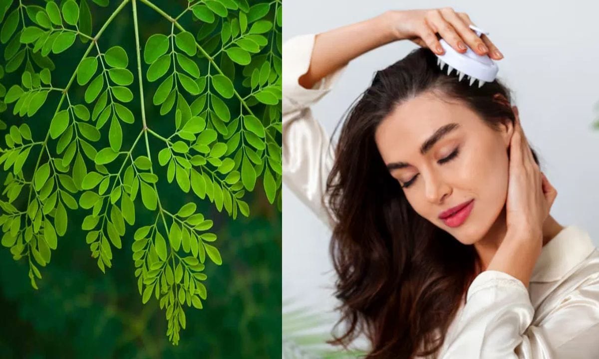 പ്രധാനമായും ഇന്ന് പലരും നേരിടുന്ന ഒരു വലിയ പ്രശ്നമാണ് മുടികൊഴിച്ചിൽ അകാലനര എന്നിവ. നമ്മുടെ ജീവിത ശൈലിയിലും ഭക്ഷണക്രമത്തിലും കൊണ്ടുവരുന്ന ചെറിയ മാറ്റങ്ങൾ കൊണ്ട് തന്നെ ഇവയ്ക്ക് പരിഹാരം കാണാൻ സാധിക്കുന്നതാണ്. അതിൽ പ്രധാനമാണ് മുരിങ്ങ നമ്മളുടെ ഡയറ്റിൽ ഉൾപ്പെടുത്തുന്നത്.. (PHOTO: TV9 Network)