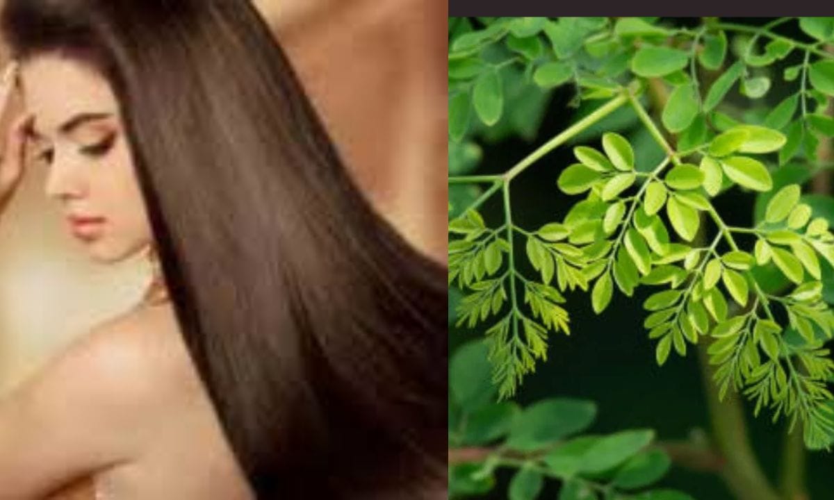 നാം കഴിക്കുന്ന ഭക്ഷണത്തിൽ ഏതെങ്കിലും രീതിയിൽ മുരിങ്ങ വിഭവം ഉൾപ്പെടുത്തുന്നത് മുടികൊഴിച്ചിൽ പോലുള്ള പ്രശ്നങ്ങൾക്ക് വലിയ മാറ്റം കൊണ്ടുവരാൻ സാധിക്കും.ആരോഗ്യമുള്ള മുടിക്ക് അത്യാവശ്യം ആയ വിറ്റാമിൻ എ, സി, ഇ, ബി വിറ്റാമിനുകൾ ഇരുമ്പ് സിംഗ് എന്നിവ മുരിങ്ങയിൽ ധാരാളം അടങ്ങിയിട്ടുണ്ട്. മുടിയുടെ ബലത്തിലും വളർച്ചയും ആവശ്യമായ പ്രോട്ടീന്റെ നിർമ്മാണ ബ്ലോക്കുകൾ ആയ അമിനോ ആസിഡുകളും മുരിങ്ങയിൽ അടങ്ങിയിട്ടുണ്ട്. (PHOTO: TV9 Network)