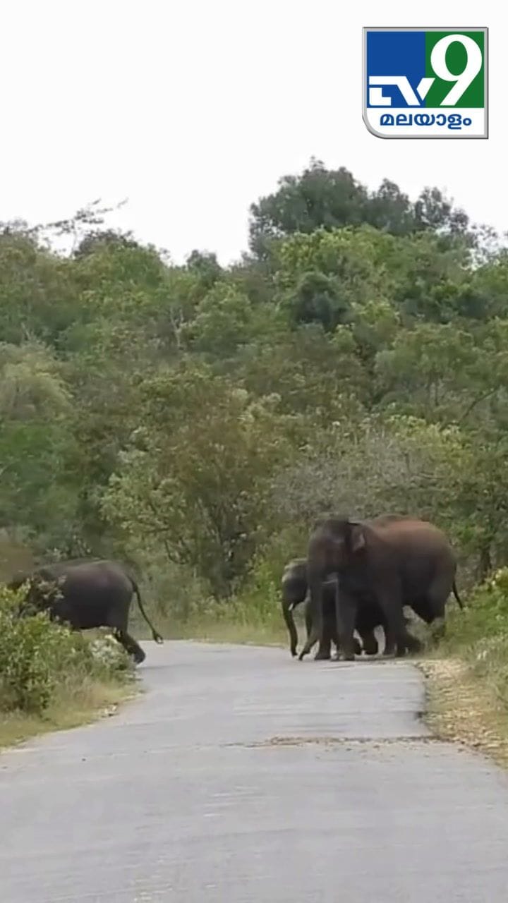 വരി വരിയായി നിര നിരയായി ആനകൾ
