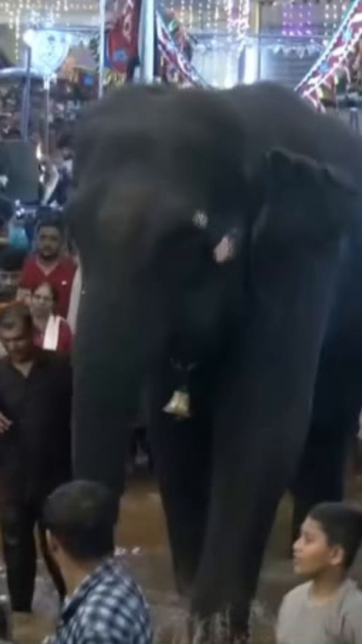 ആനയെ കുളിപ്പിച്ച് ഭക്തർ