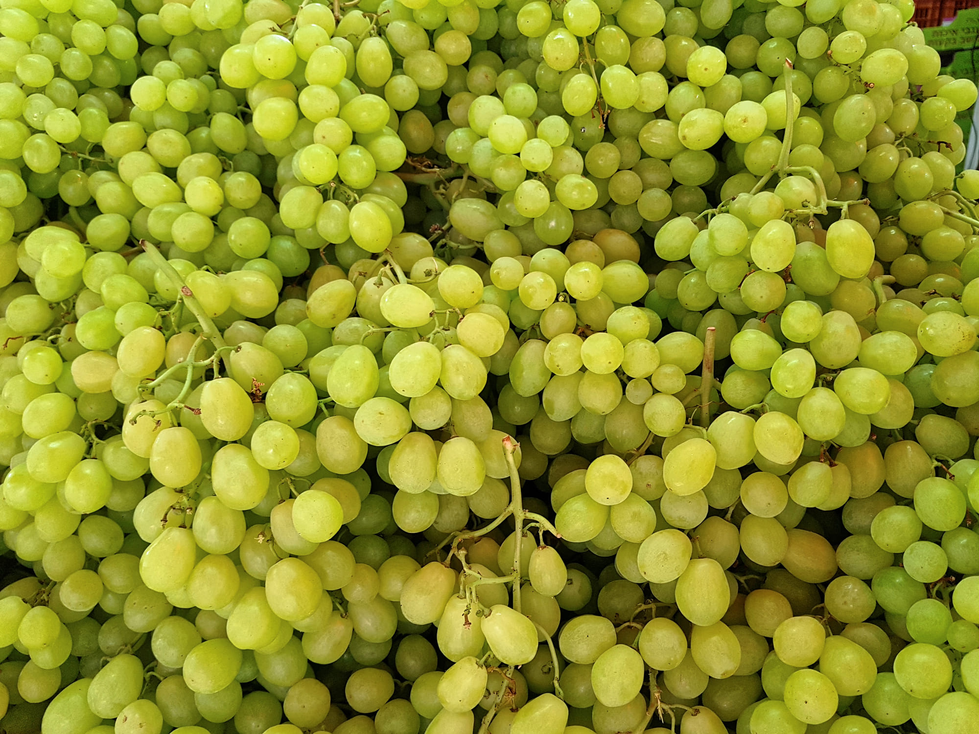 പച്ച, കറുപ്പ്, ചുവപ്പ് എന്നീ നിറങ്ങളിലാണ് പൊതുവെ മുന്തിരി കാണുന്നത്. കാണുമ്പോൾ വ്യത്യാസമില്ലെങ്കിലും രുചിയിലും ആന്റിഓക്സിഡന്റുകളിലും മൊത്തത്തിലുള്ള ആരോഗ്യ ഗുണങ്ങളിലും അവ വ്യത്യാസപ്പെട്ടിരിക്കുന്നു. പച്ച മുന്തിരിയിൽ രോഗപ്രതിരോധ ശേഷിക്ക് ആവശ്യമായ വിറ്റാമിൻ സിയും അസ്ഥികളുടെ ആരോഗ്യം നിലനിർത്താൻ സഹായിക്കുന്ന വിറ്റാമിൻ കെയും അടങ്ങിയിരിക്കുന്നു. (Image Credits: Getty Images)