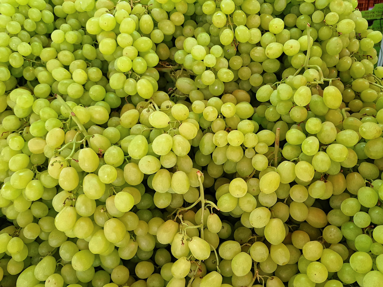 പച്ച, കറുപ്പ്, ചുവപ്പ് എന്നീ നിറങ്ങളിലാണ് പൊതുവെ മുന്തിരി കാണുന്നത്. കാണുമ്പോൾ വ്യത്യാസമില്ലെങ്കിലും രുചിയിലും ആന്റിഓക്‌സിഡന്റുകളിലും മൊത്തത്തിലുള്ള ആരോഗ്യ ഗുണങ്ങളിലും അവ വ്യത്യാസപ്പെട്ടിരിക്കുന്നു. പച്ച മുന്തിരിയിൽ രോഗപ്രതിരോധ ശേഷിക്ക് ആവശ്യമായ വിറ്റാമിൻ സിയും അസ്ഥികളുടെ ആരോഗ്യം നിലനിർത്താൻ സഹായിക്കുന്ന വിറ്റാമിൻ കെയും അടങ്ങിയിരിക്കുന്നു.  (Image Credits: Getty Images)