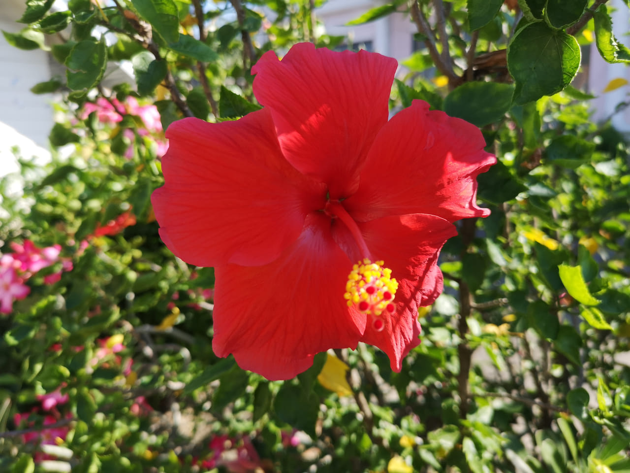 ചെമ്പരത്തി എണ്ണ മുടി വളരാനുള്ള ഏറ്റവും നല്ല മാർഗമാണ്. ചെമ്പരത്തി പൂക്കളും ഇലകളും ചതച്ച് ശുദ്ധമായ വെളിച്ചെണ്ണയിൽ കലർത്തി ഈ മിശ്രിതം ഇളം ചുവപ്പ് നിറമാകുന്നതുവരെ ചൂടാക്കുക. തണുത്തുകഴിഞ്ഞാൽ ഈ എണ്ണ ഒരു പാത്രത്തിലേക്ക് മാറ്റാം. ശേഷം തലയോട്ടിയിൽ മസാജ് ചെയ്ത് ഒരു മണിക്കൂർ കഴിഞ്ഞ് കഴുകി കളയുക. മുടി കൊഴിച്ചിൽ കുറയ്ക്കാനും തലയോട്ടിക്ക് പോഷണം നൽകാനും ഈ എണ്ണ സഹായിക്കുന്നു. (Image credits: Getty Images)