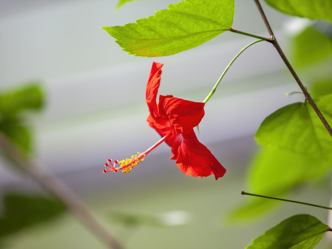 ചെമ്പരത്തി പൂവിൽ ആന്റിഓക്സിഡന്റുകൾ, വൈറ്റമിൻ സി, മുടി കൂടുതൽ ശക്തവും തിളക്കമുള്ളതുമാക്കാൻ കഴിവുള്ള പ്രകൃതിദത്ത എണ്ണകൾ എന്നിവ അടങ്ങിയിട്ടുണ്ട്. മുടി കൊഴിച്ചിൽ കുറയ്ക്കുന്നത് മുതൽ മുടി വളർച്ച വേഗത്തിലാക്കുന്നതിന് വരെ ചെമ്പരത്തി നൽകുന്ന ഗുണങ്ങൾ പറഞ്ഞറിയിക്കാൻ സാധികില്ല. ആരോഗ്യമുള്ള മുടിക്ക് ചെമ്പരത്തി ഉപയോഗിക്കാനുള്ള 7 വഴികൾ ഇതാ. (Image credits: Getty Images)