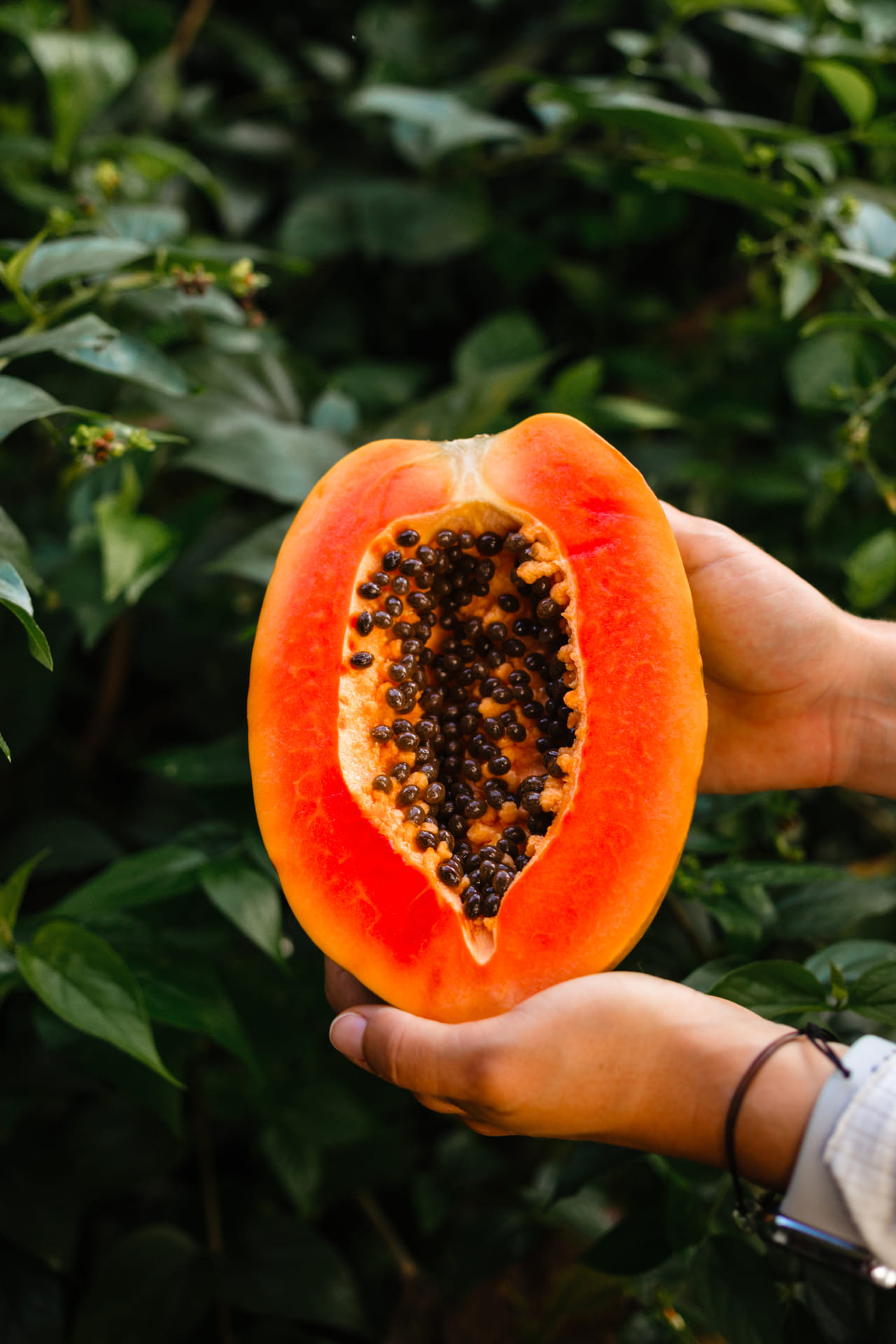 വയറു വീർക്കൽ, മലബന്ധം, നേരിയ ദഹനക്കേട് എന്നിവ അനുഭവിക്കുന്ന ആളുകൾക്ക് പപ്പായ ധൈര്യമായി കഴിക്കാം. 157 ഗ്രാമുള്ള ഒരു ചെറിയ പപ്പായയിൽ 2.67 ഗ്രാം നാരുകൾ അടങ്ങിയിട്ടുണ്ട്. ഇത് മലവിസർജ്ജനത്തെ പിന്തുണയ്ക്കുന്നു. എന്നാൽ ഒരിക്കലും ദഹനപ്രശ്നങ്ങളെ പൂർണമായും പപ്പായ അകറ്റി നിർത്തുമെന്ന് കരുതരുത്. (Image Credits: Getty Images)