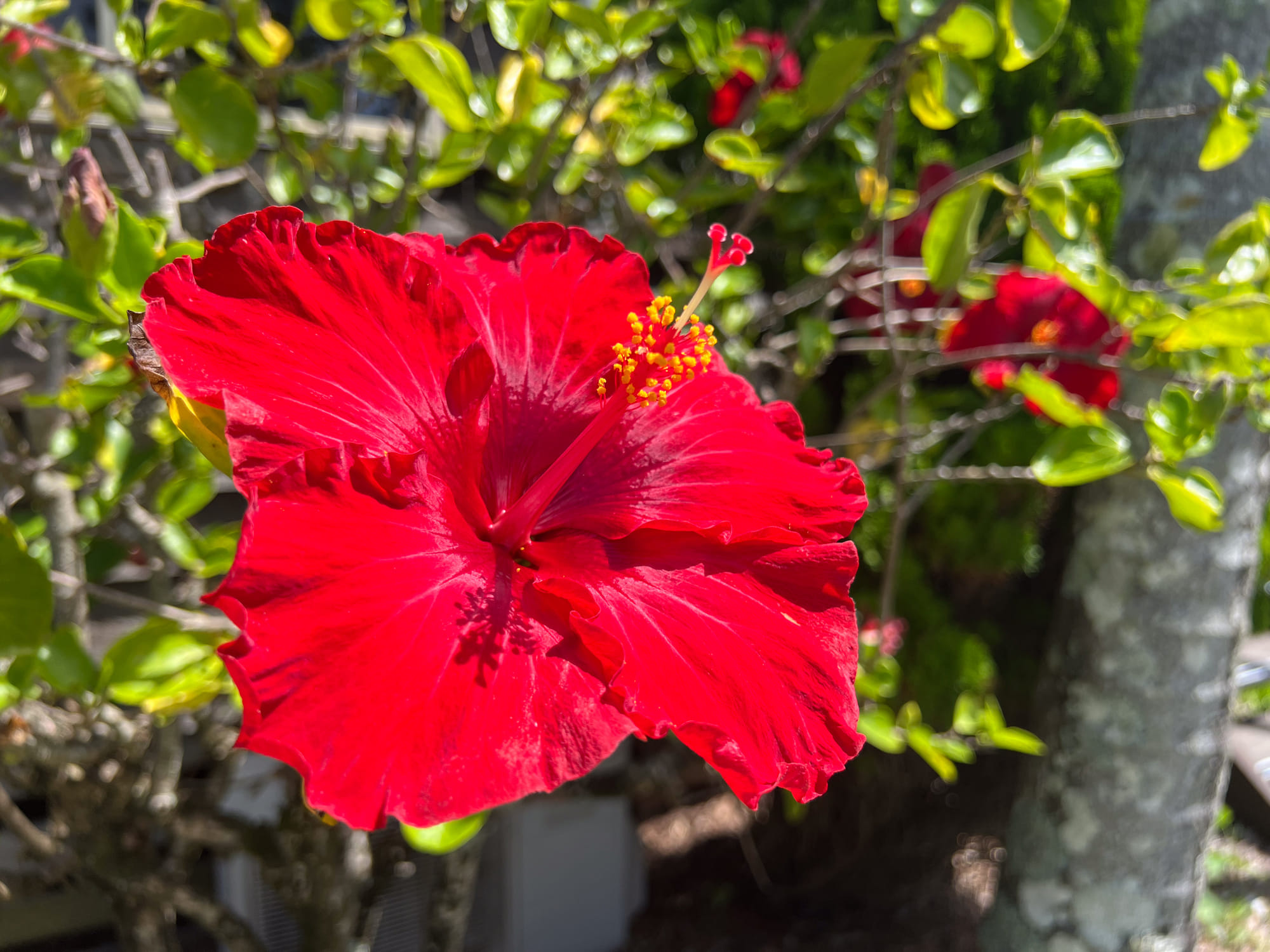 കെമിക്കലുകളുള്ള ഷാംമ്പൂ വാങ്ങുന്നതിനുപകരം, നിങ്ങൾക്ക് വീട്ടിൽ തന്നെ പ്രകൃതിദത്തമായ ഒരു ചെമ്പരത്തി ഷാംമ്പൂ തയ്യാറാക്കാവുന്നതാണ്. ചെമ്പരത്തി പൂക്കൾ അല്പം വെള്ളത്തിൽ കലർത്തി കൈകൊണ്ട് ഞെരുടി പേസ്റ്റ് രൂപത്തിലാക്കുക. ഈ പേസ്റ്റ് ഒരു മൃദുവായ ക്ലെൻസർ പോലെയാണ് തലയോട്ടിയിൽ പ്രവർത്തിക്കുന്നത്. എണ്ണ നീക്കം ചെയ്യാതെ തലയോട്ടി വൃത്തിയാക്കുകയും മുടി മൃദുവാക്കുകയും ചെയ്യുന്നു. പതിവായി ഉപയോ​ഗിക്കുന്നത് താരൻ കുറയ്ക്കാനും സഹായിക്കും. (Image credits: Getty Images)
