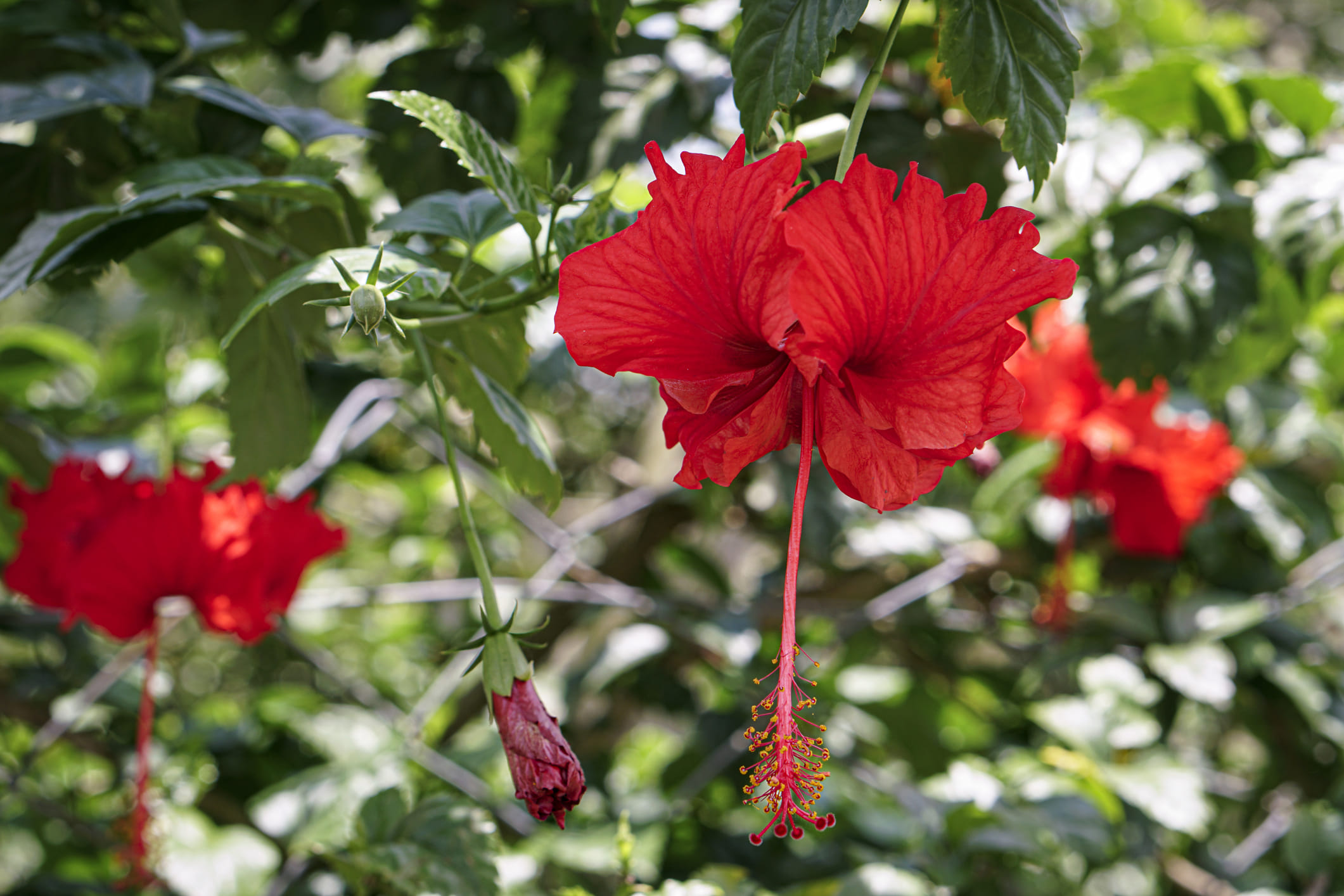 ചെമ്പരത്തി കൊണ്ട് നിർമ്മിച്ച ഒരു ഹെയർ മാസ്ക് മുടിയെ ആഴത്തിൽ കണ്ടീഷനിംഗ് ചെയ്യാൻ നല്ലതാണ്. ചെമ്പരിത്തി പൂക്കൾ ഉണക്കി പൊടിച്ച് തൈരിൽ യോജിപ്പിച്ച് മിനുസമാർന്ന പേസ്റ്റ് രൂപത്തിലാക്കി തലയിൽ പുരട്ടുക. ശേഷം 30 മിനിറ്റ് കഴിഞ്ഞ് അവ കഴുകി കളയുക.  ഇത് താരനെ ചെറുക്കാനും, തലയോട്ടി തണുപ്പിക്കാനും മുടിയുടെ ഘടന മെച്ചപ്പെടുത്താനും സഹായിക്കുന്നു. ആഴ്ചയിൽ ഒരിക്കൽ ഈ മാസ്ക് ഉപയോഗിക്കുന്നത് കൂടുതൽ ​ഗുണമേകും. (Image credits: Getty Images)
