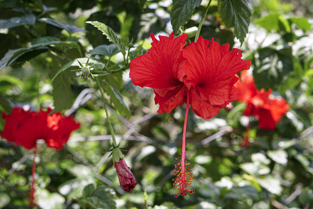 ചെമ്പരത്തി കൊണ്ട് നിർമ്മിച്ച ഒരു ഹെയർ മാസ്ക് മുടിയെ ആഴത്തിൽ കണ്ടീഷനിംഗ് ചെയ്യാൻ നല്ലതാണ്. ചെമ്പരിത്തി പൂക്കൾ ഉണക്കി പൊടിച്ച് തൈരിൽ യോജിപ്പിച്ച് മിനുസമാർന്ന പേസ്റ്റ് രൂപത്തിലാക്കി തലയിൽ പുരട്ടുക. ശേഷം 30 മിനിറ്റ് കഴിഞ്ഞ് അവ കഴുകി കളയുക. ഇത് താരനെ ചെറുക്കാനും, തലയോട്ടി തണുപ്പിക്കാനും മുടിയുടെ ഘടന മെച്ചപ്പെടുത്താനും സഹായിക്കുന്നു. ആഴ്ചയിൽ ഒരിക്കൽ ഈ മാസ്ക് ഉപയോഗിക്കുന്നത് കൂടുതൽ ഗുണമേകും. (Image credits: Getty Images)