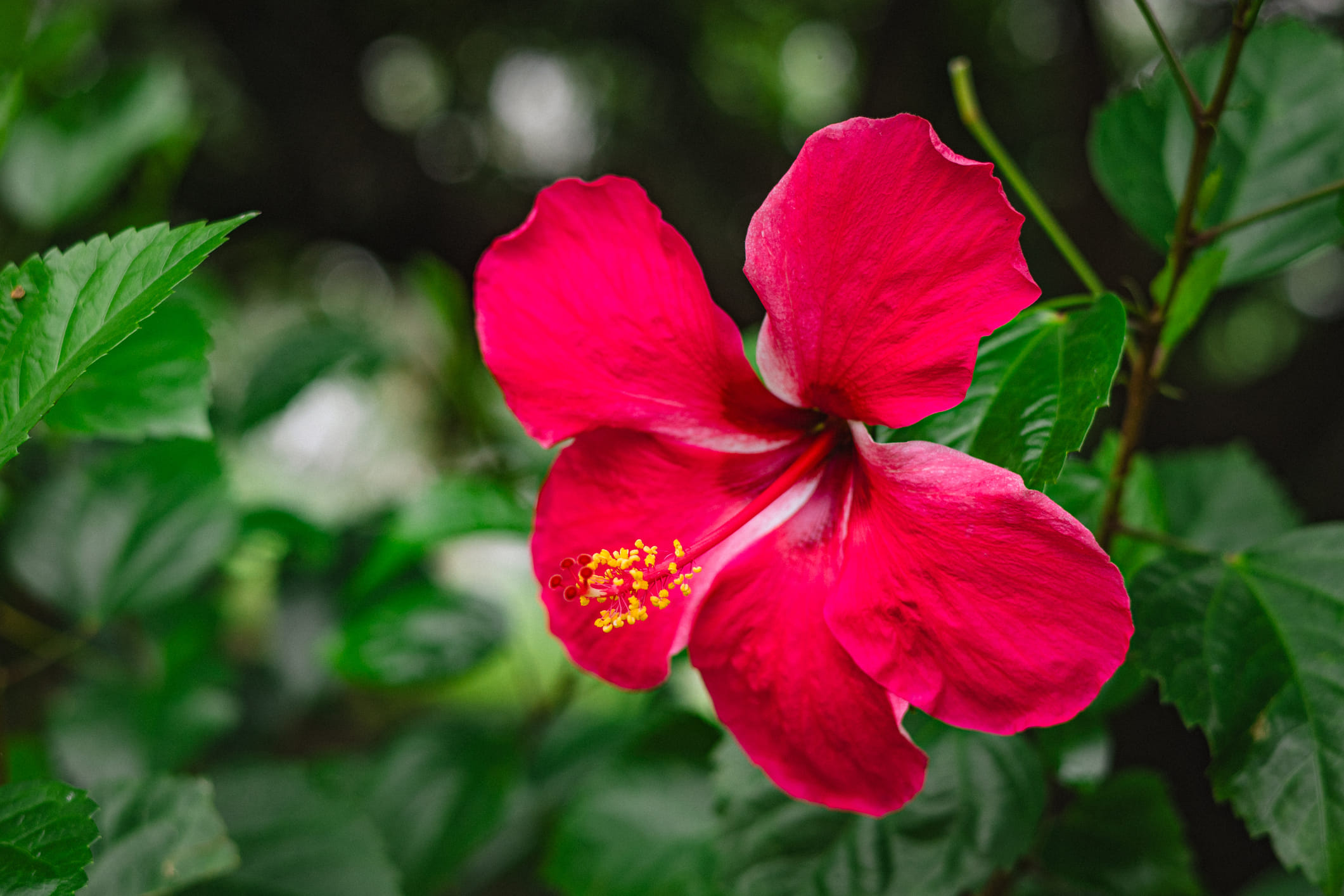 കേശ സംരക്ഷണത്തിനായി പ്രകൃതിദത്ത ചേരുവകളെ ആശ്രയിക്കുന്നവരാണ് ഇന്ന് അധികം പേരും. അവർക്ക് ഒരിക്കലും മാറ്റി നിർത്താൻ പറ്റാത്ത ഒന്നാണ് ചെമ്പരത്തി. ഇത് മുടിയിഴകളിൽ അത്ഭുതകരമായ ഗുണങ്ങൾ നൽകുന്നുണ്ട്. നമ്മുടെ ചർമ്മ പ്രശ്നങ്ങൾക്കായാലും മുടിയുടെ പ്രശ്നങ്ങൾ പരിഹരിക്കുന്നതിനായാലും പ്രകൃതിയിൽ എല്ലാത്തിനും പരിഹാരമുണ്ട്. എന്നാൽ അത് വേണ്ടപോലെ ഉപയോഗിക്കണമെന്ന് മാത്രം. (Image credits: Getty Images)