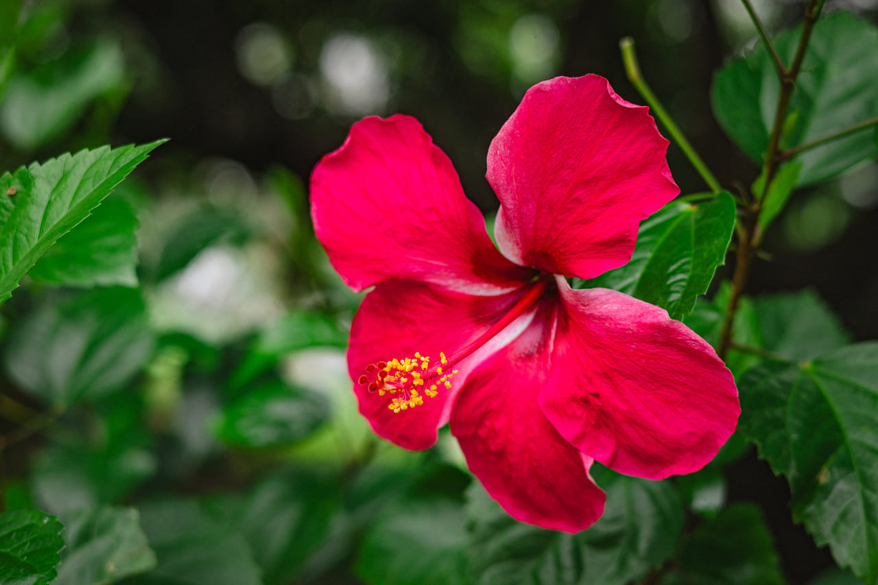 കേശ സംരക്ഷണത്തിനായി പ്രകൃതിദത്ത ചേരുവകളെ ആശ്രയിക്കുന്നവരാണ് ഇന്ന് അധികം പേരും. അവർക്ക് ഒരിക്കലും മാറ്റി നിർത്താൻ പറ്റാത്ത ഒന്നാണ് ചെമ്പരത്തി. ഇത് മുടിയിഴകളിൽ അത്ഭുതകരമായ ഗുണങ്ങൾ നൽകുന്നുണ്ട്. നമ്മുടെ ചർമ്മ പ്രശ്നങ്ങൾക്കായാലും മുടിയുടെ പ്രശ്നങ്ങൾ പരിഹരിക്കുന്നതിനായാലും പ്രകൃതിയിൽ എല്ലാത്തിനും പരിഹാരമുണ്ട്. എന്നാൽ അത് വേണ്ടപോലെ ഉപയോഗിക്കണമെന്ന് മാത്രം. (Image credits: Getty Images)