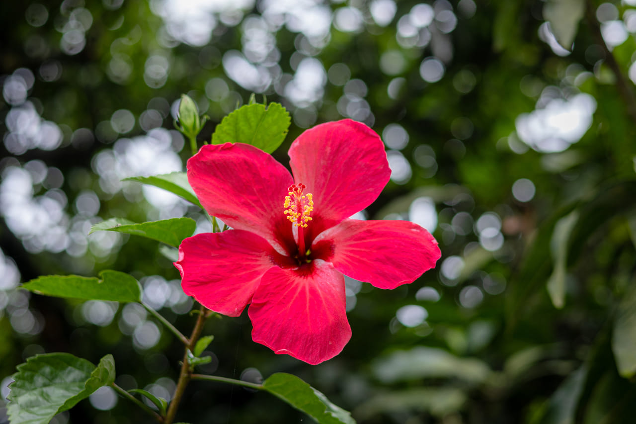 മുടിയുടെ ആരോഗ്യത്തിന് ചെമ്പരത്തി ചായ കുടിക്കുന്നതും ഉപയോഗപ്രദമാണ്. ചെമ്പരത്തി ചായ കുടിക്കുന്നത് രക്തയോട്ടം മെച്ചപ്പെടുത്താൻ സഹായിക്കുകയും സമ്മർദ്ദം കുറയ്ക്കുകയും മുടി വേഗത്തിൽ വളരാൻ സഹായിക്കുന്ന പോഷകങ്ങൾ ശരീരത്തിന് നൽകുകയും ചെയ്യുന്നു. ശരീരം ആരോഗ്യമുള്ളതാണെങ്കിൽ മുടി ശക്തവും തിളക്കവും സ്വാഭാവികമായി തന്നെ ലഭിക്കും. (Image credits: Getty Images)