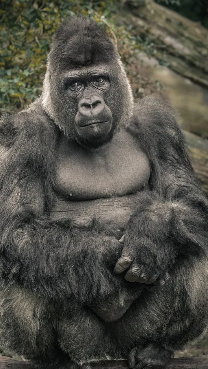 ഗൊറില്ലയും മനുഷ്യരും തമ്മിലുള്ള ആ ബോണ്ട്